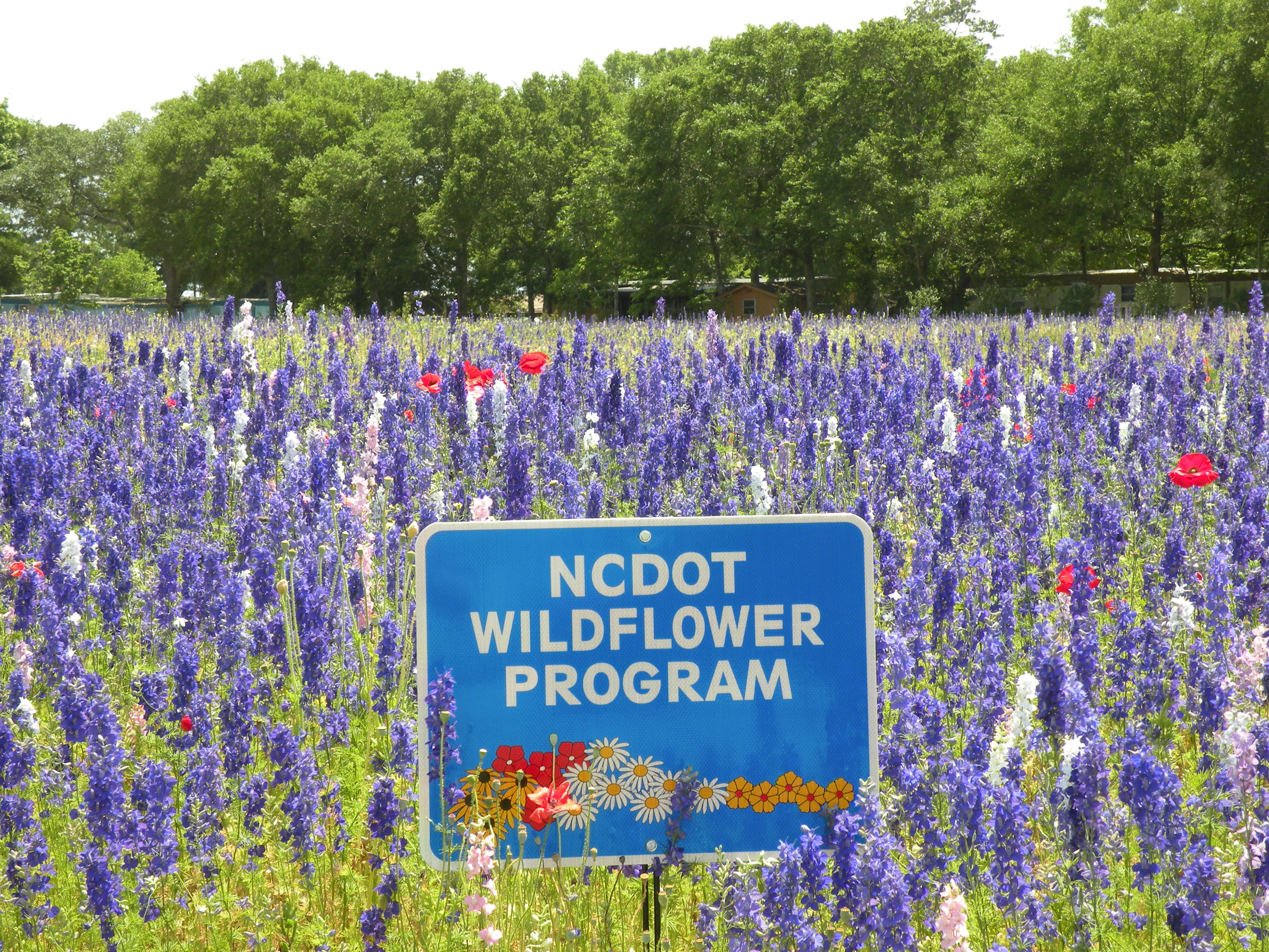 NCDOT: Wildflower Program