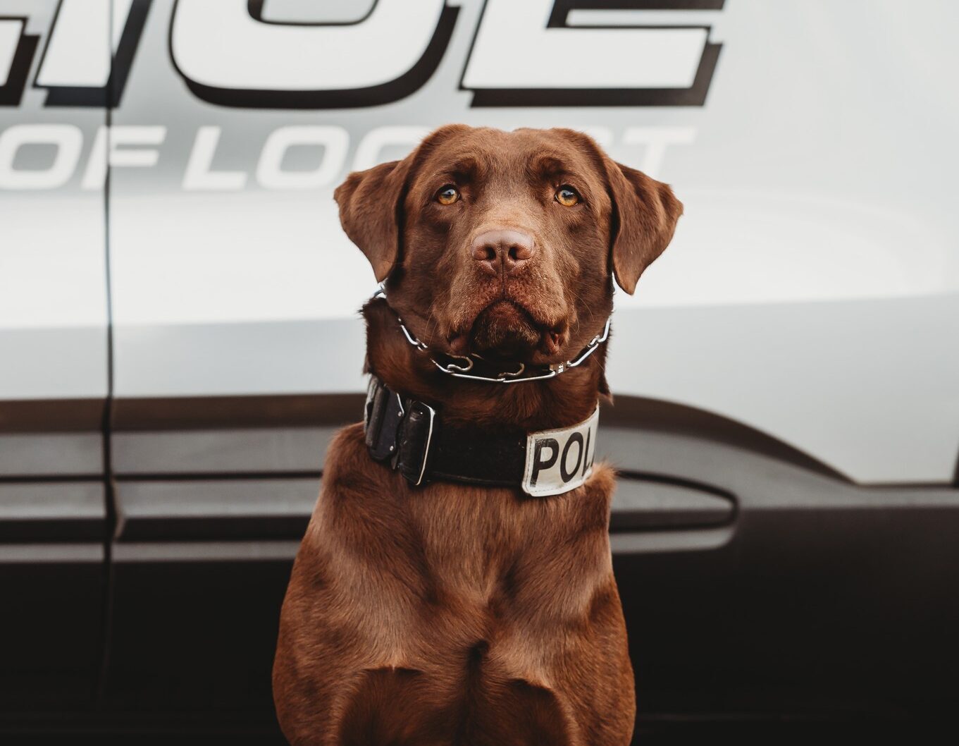 Locust Police Department’s K9 Rico to receive body armor donation